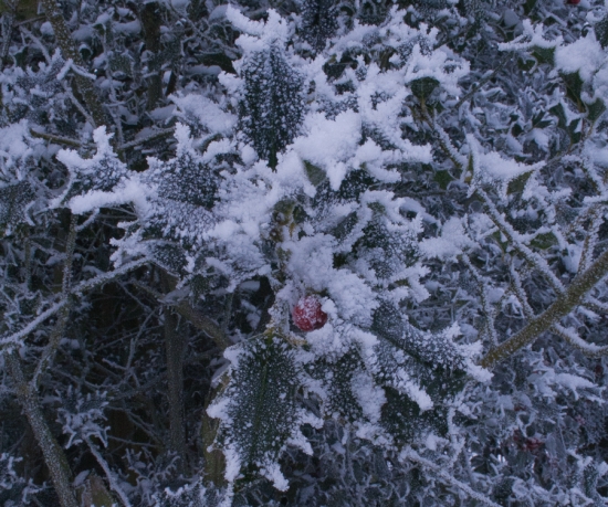 sneeuw.jpg